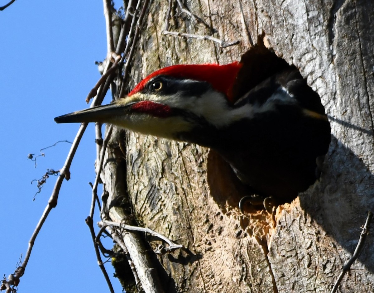Pileated Woodpecker - ML633998092