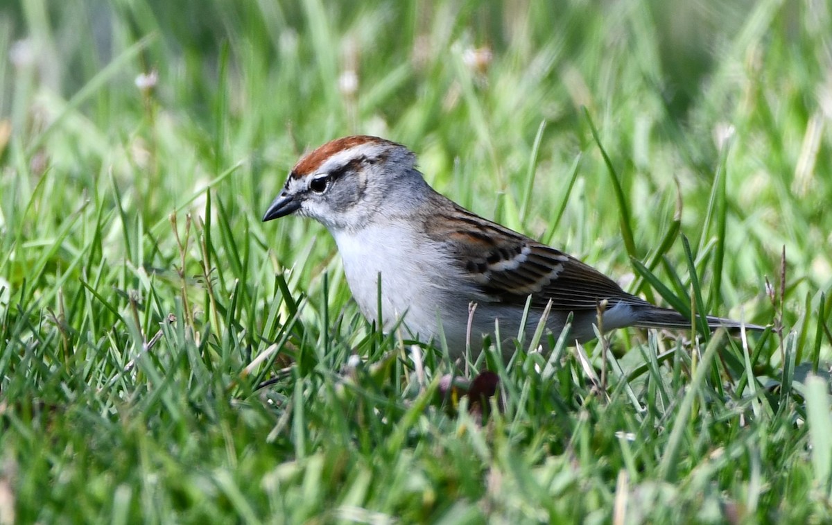 Chipping Sparrow - ML633998204
