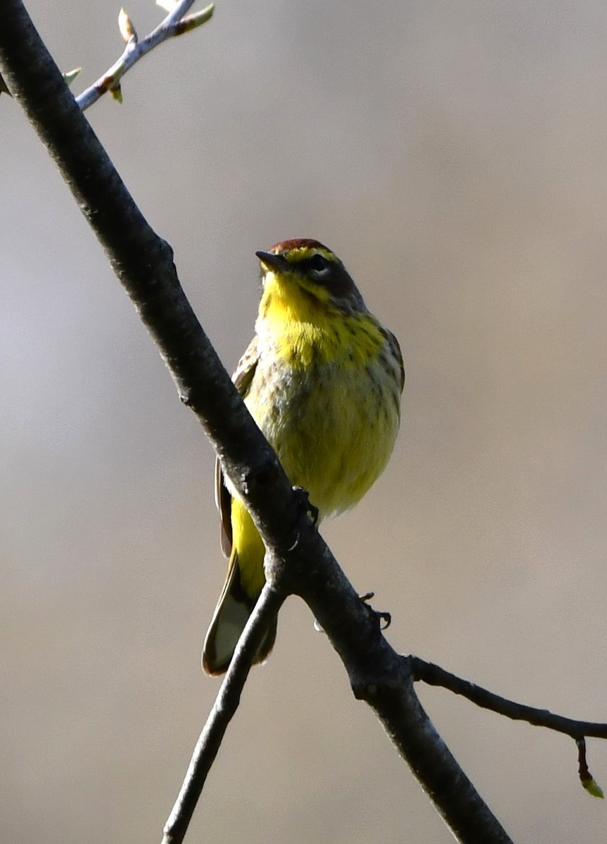 Palm Warbler - ML633998246