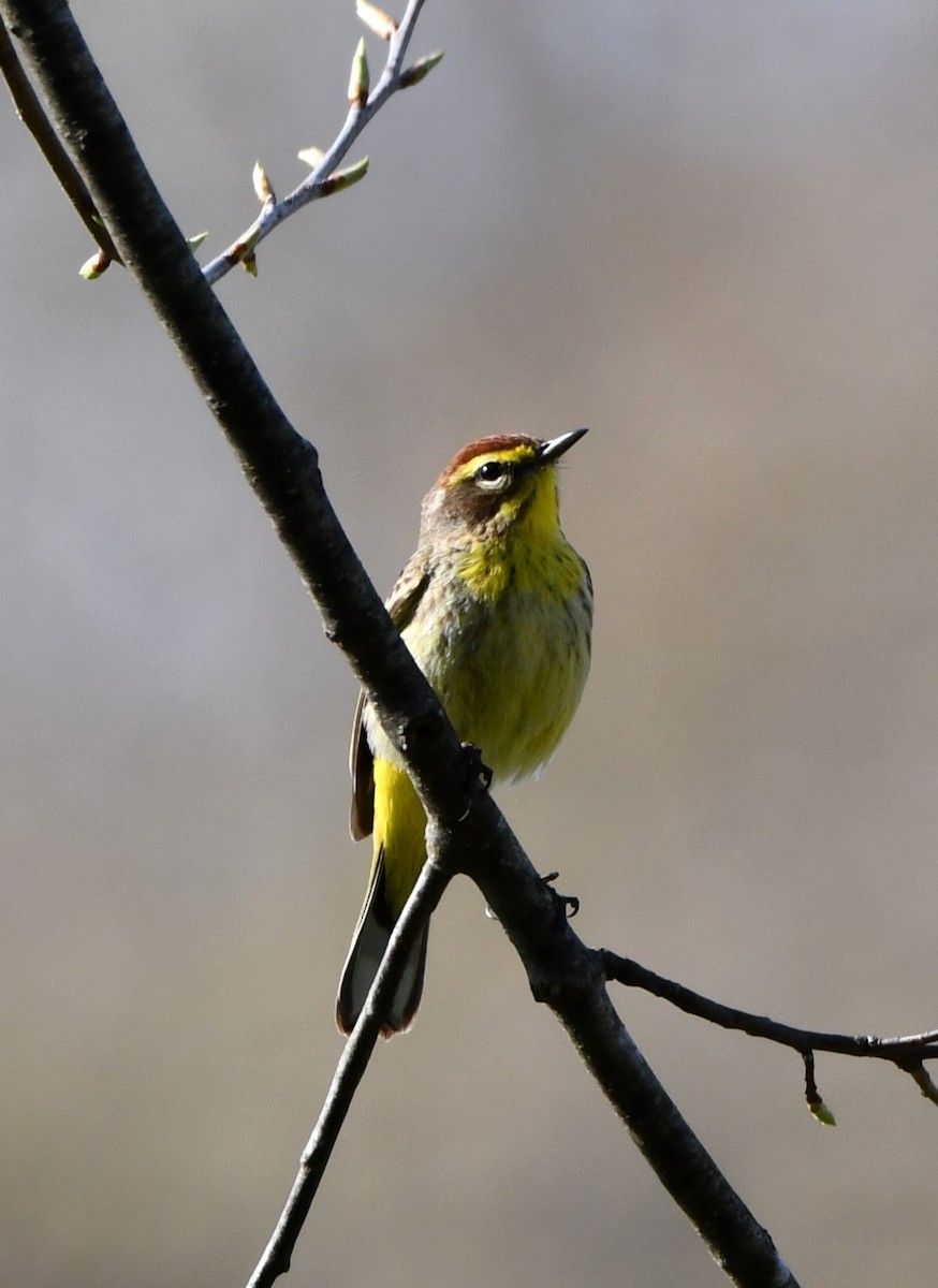 Palm Warbler - ML633998275