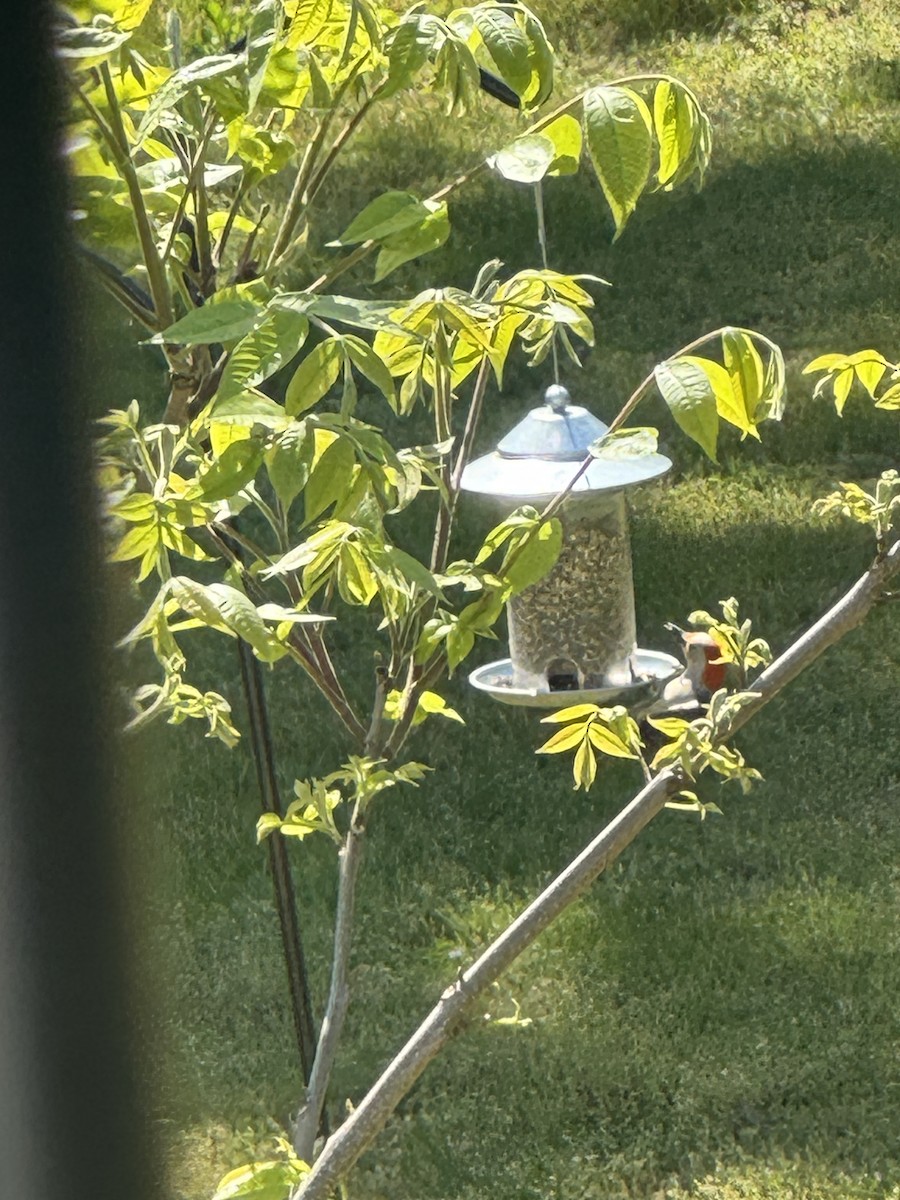 Red-bellied Woodpecker - ML633998278
