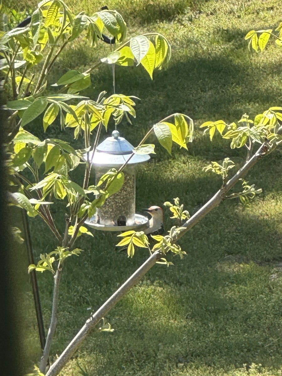 Red-bellied Woodpecker - ML633998282