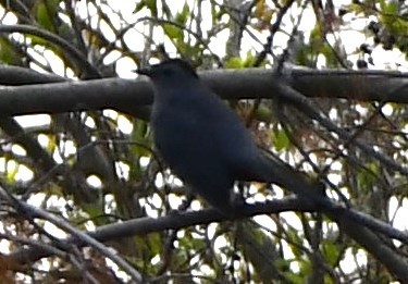 Gray Catbird - ML633998353