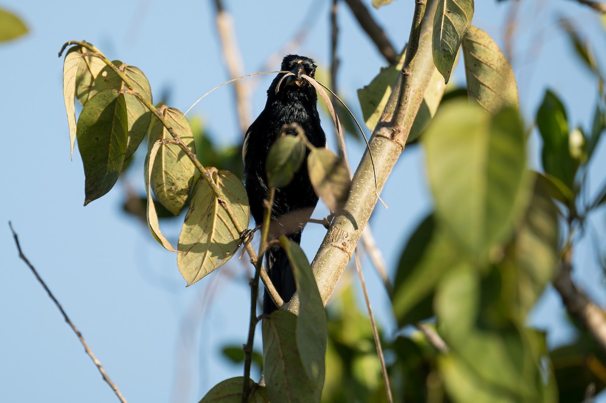 Cuban Bullfinch - ML633998454