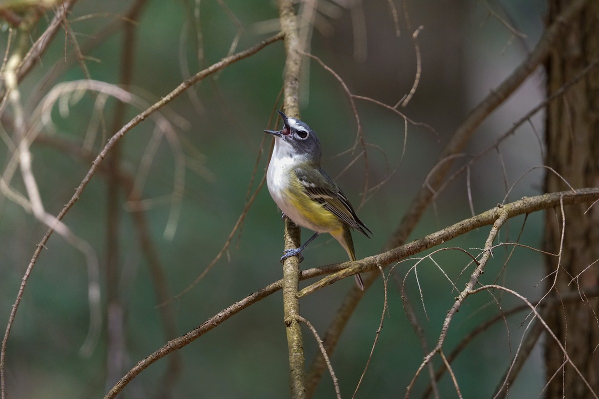 Blue-headed Vireo - ML633998571