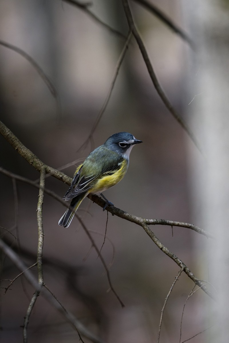 Blue-headed Vireo - ML633998582