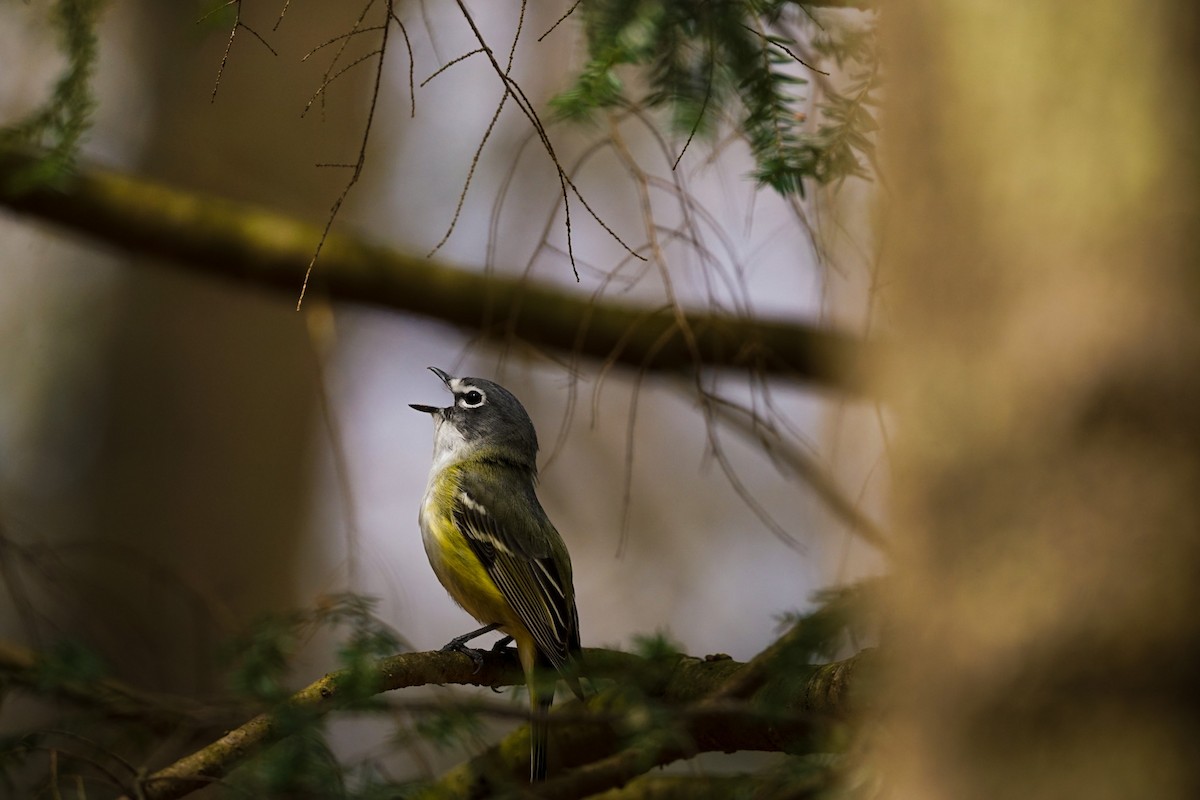 Blue-headed Vireo - ML633998609