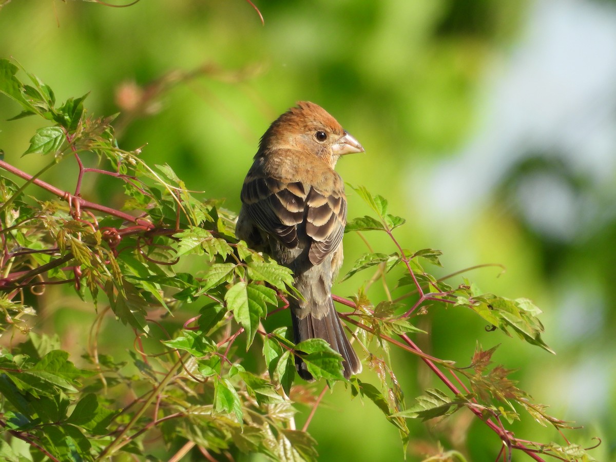 Blue Grosbeak - ML633998610