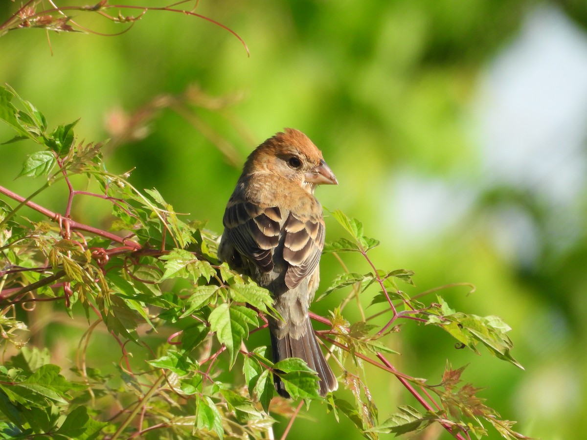 Blue Grosbeak - ML633998611