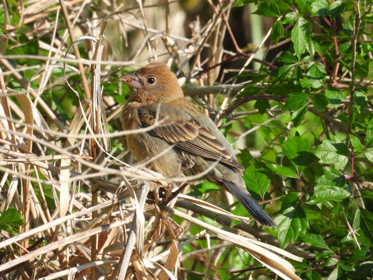 Blue Grosbeak - ML633998612