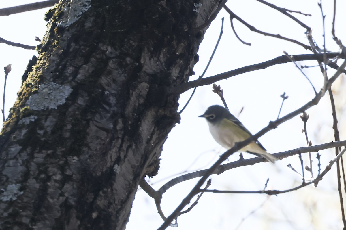 Blue-headed Vireo - ML633998673