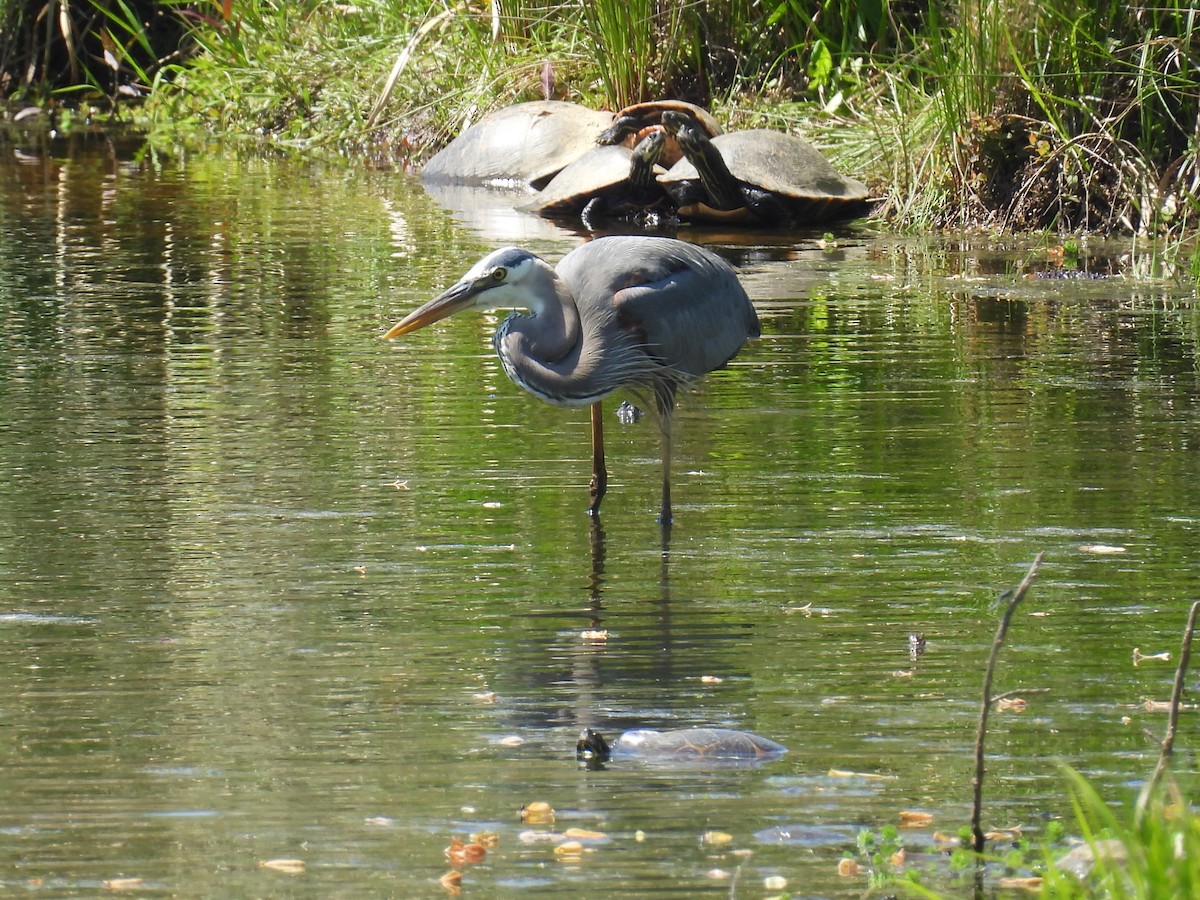 Great Blue Heron - ML633998805