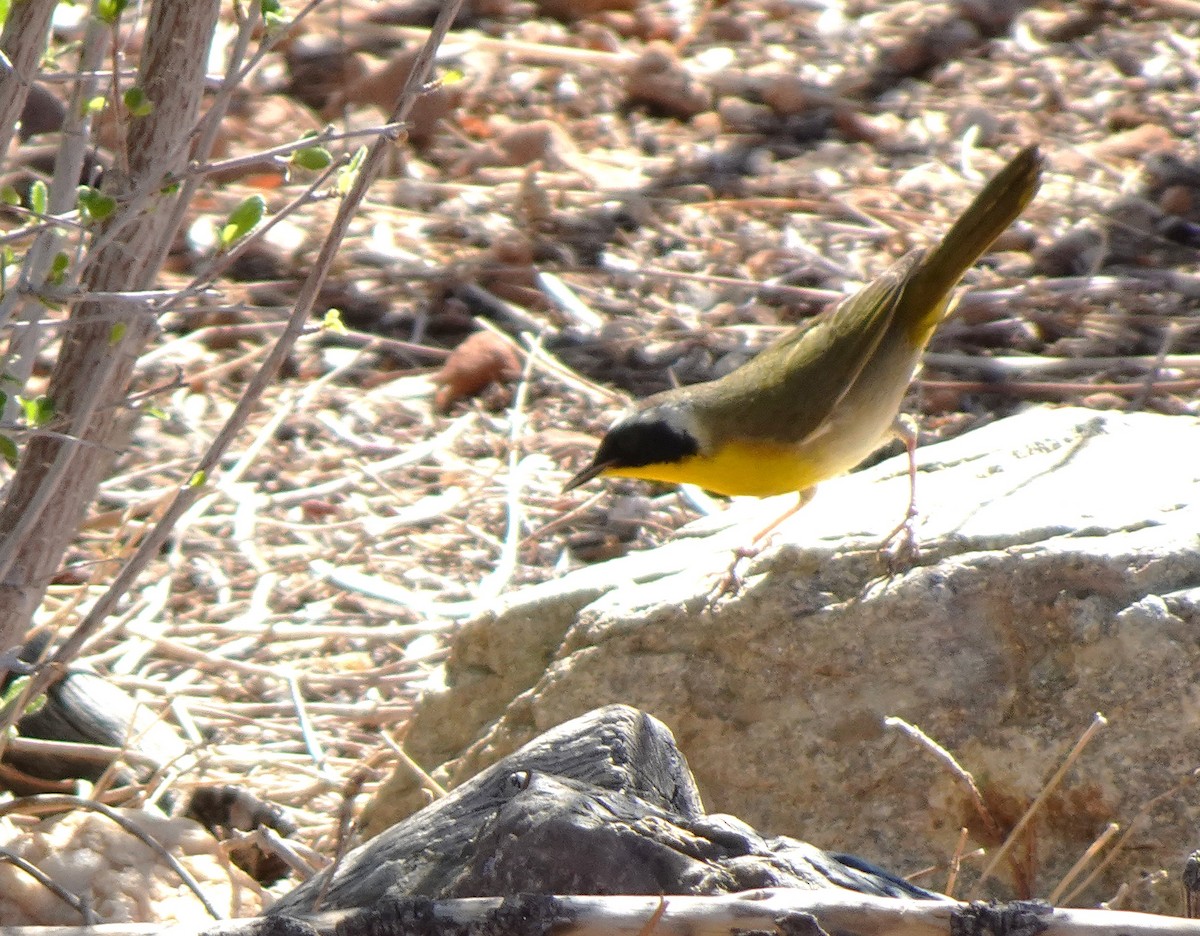 Common Yellowthroat - ML633998829