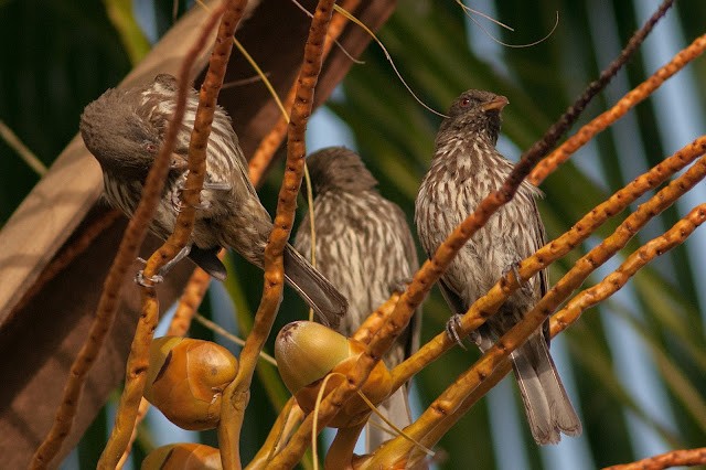 Palmchat - ML633998854