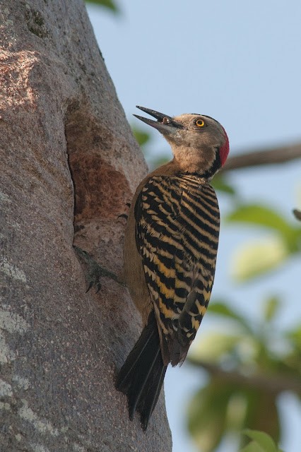 Hispaniolan Woodpecker - ML633998874