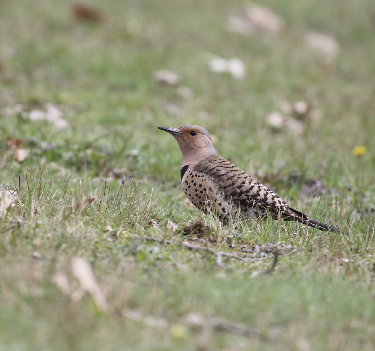Northern Flicker - ML633998907