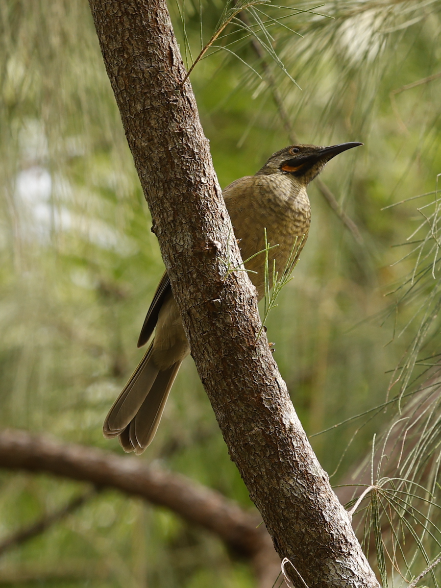 Western Wattled-Honeyeater - ML633998947