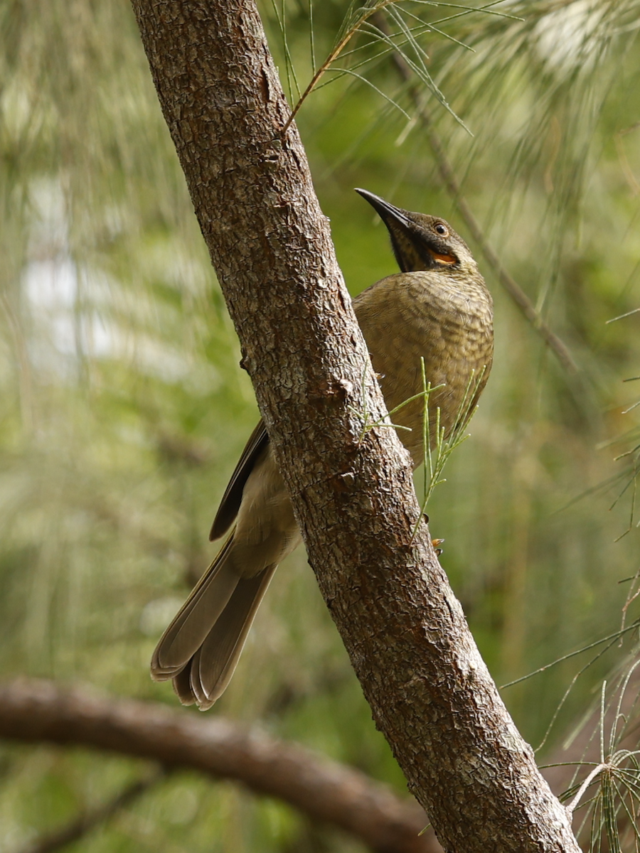 Western Wattled-Honeyeater - ML633998948