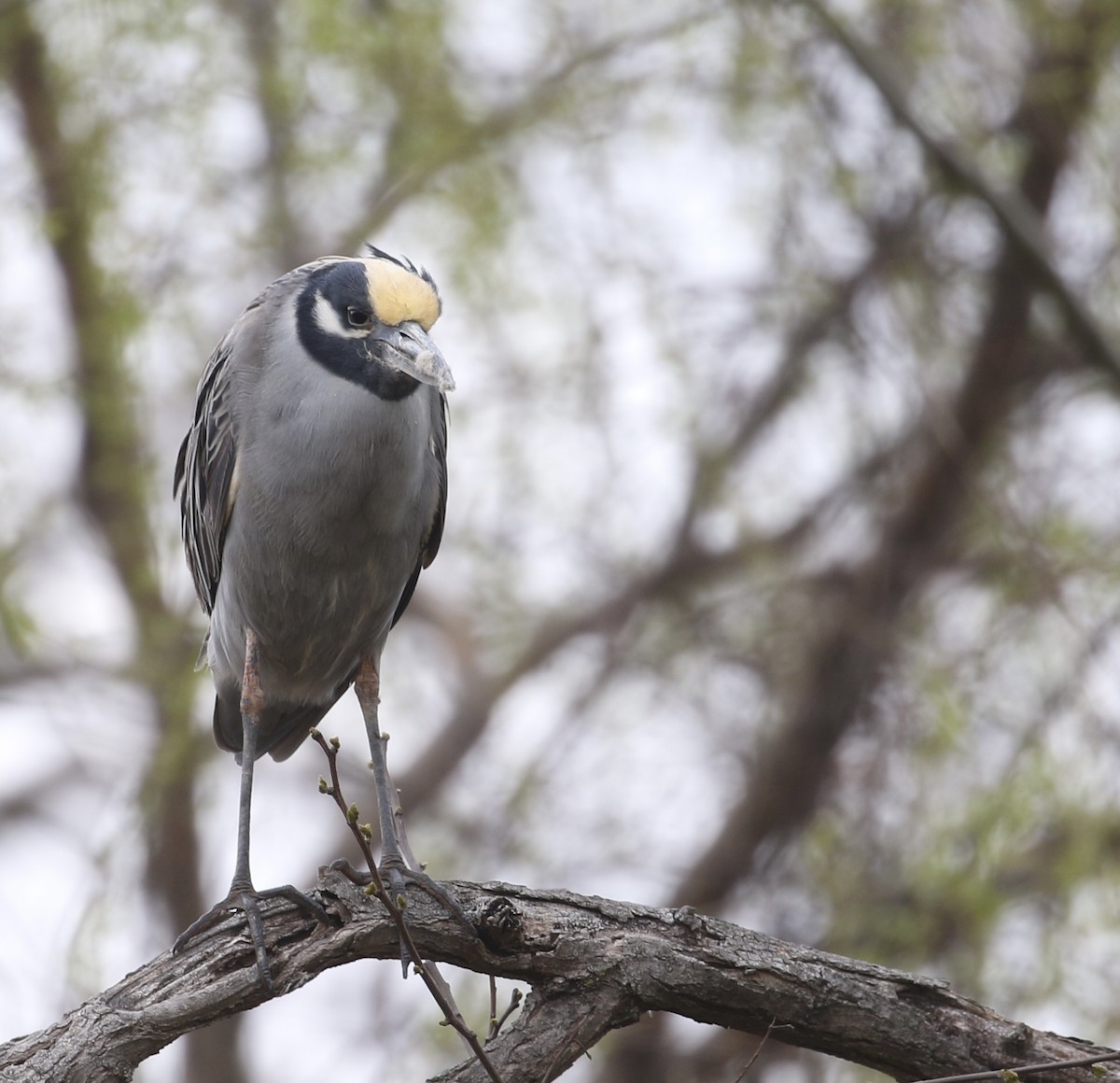 Yellow-crowned Night Heron - ML633998955