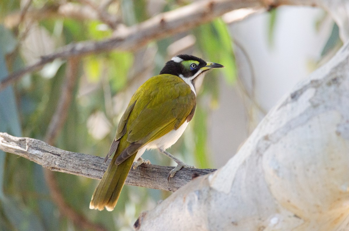 Blue-faced Honeyeater - ML633998999