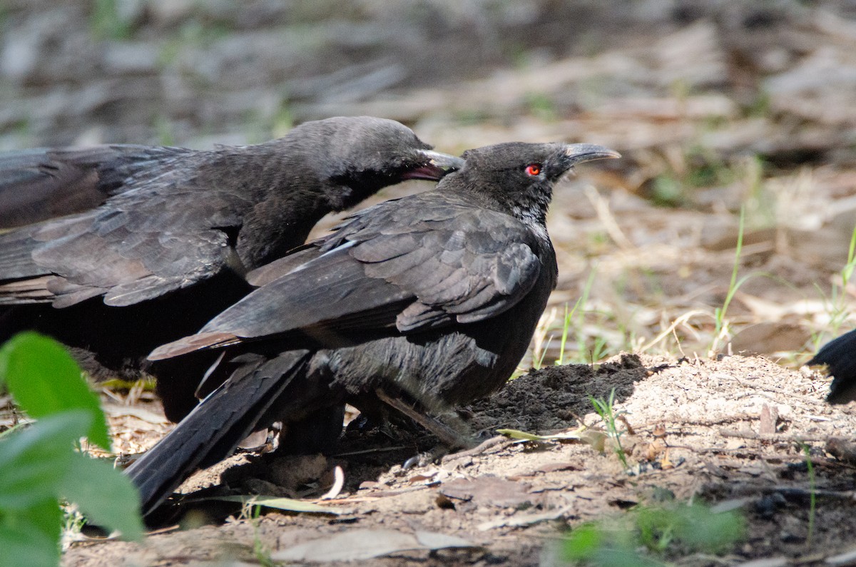 White-winged Chough - ML633999010