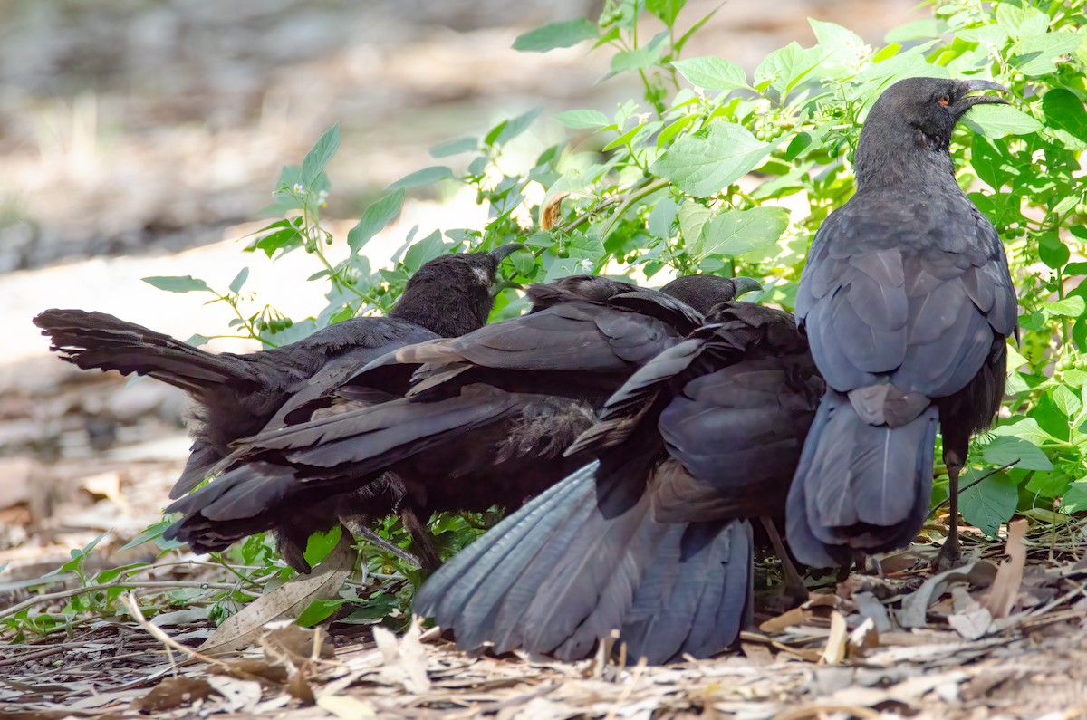 White-winged Chough - ML633999011