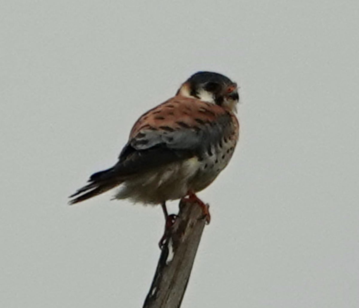 Buntfalke - ML633999084