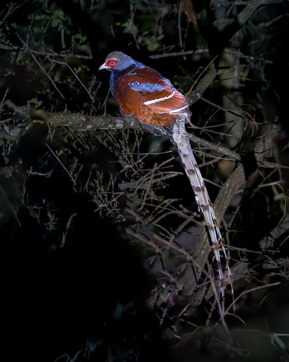 Mrs. Hume's Pheasant - ML633999388