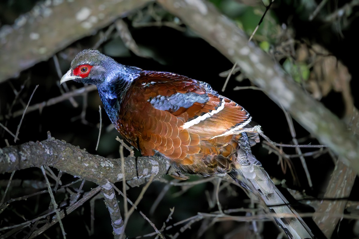 Mrs. Hume's Pheasant - ML633999389
