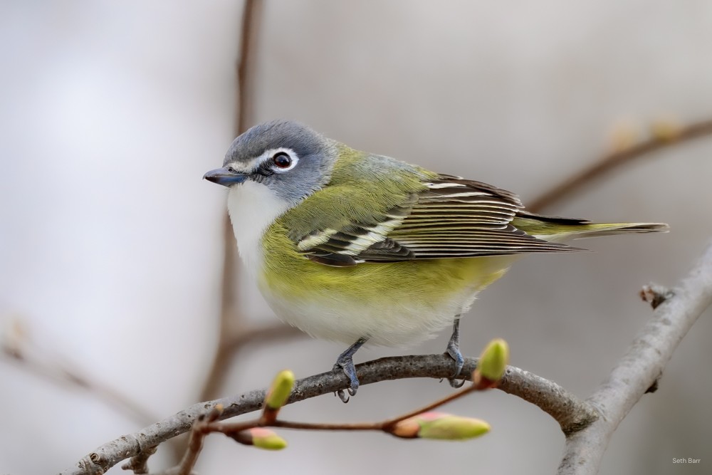 Blue-headed Vireo - ML633999471