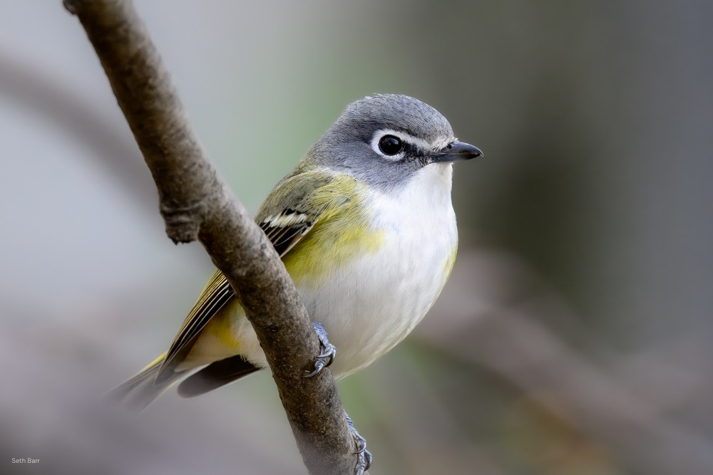 Blue-headed Vireo - ML633999472