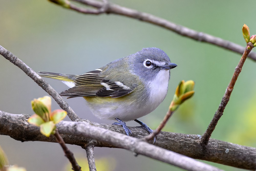 Blue-headed Vireo - ML633999518