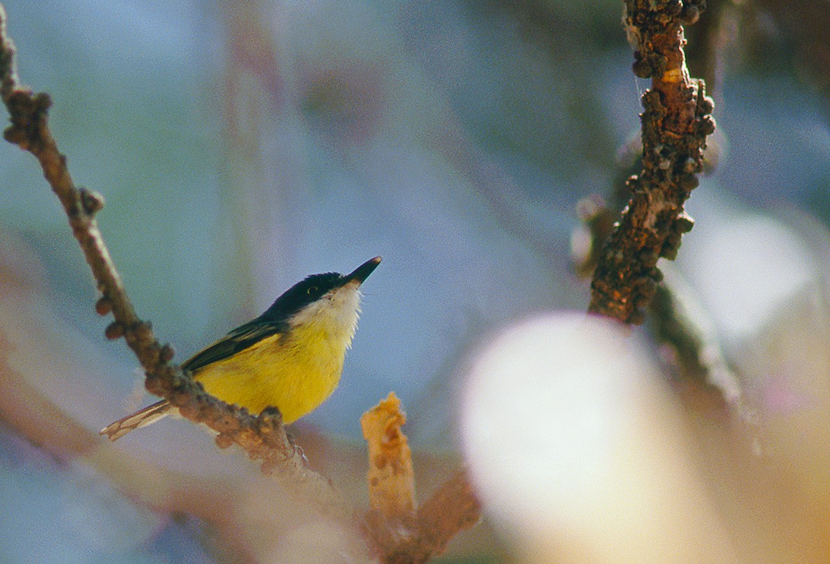 Common Tody-Flycatcher - ML633999567