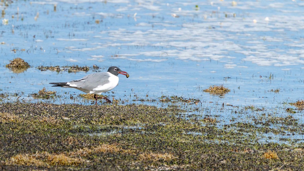 Laughing Gull - ML633999590