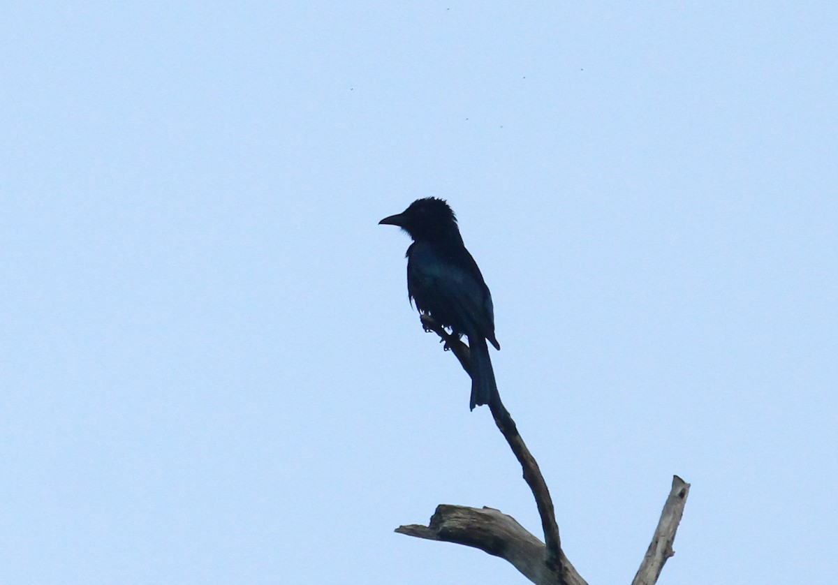 Palawan Drongo - ML633999618