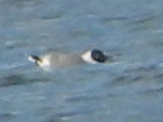 Franklin's Gull - ML633999619