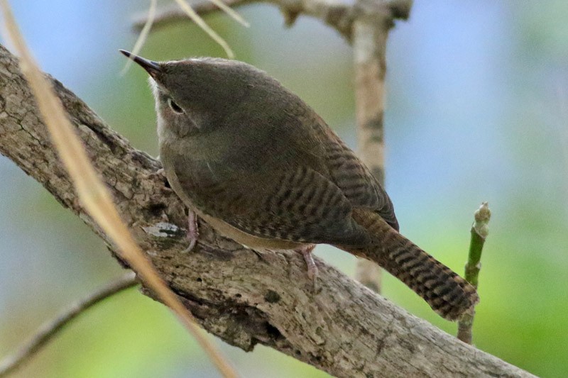 Chochín Criollo - ML63399971