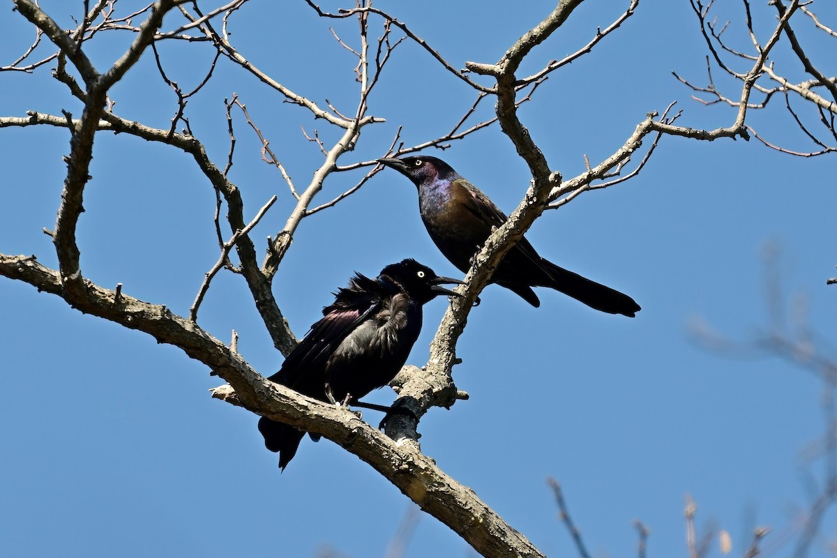 Common Grackle - ML633999713
