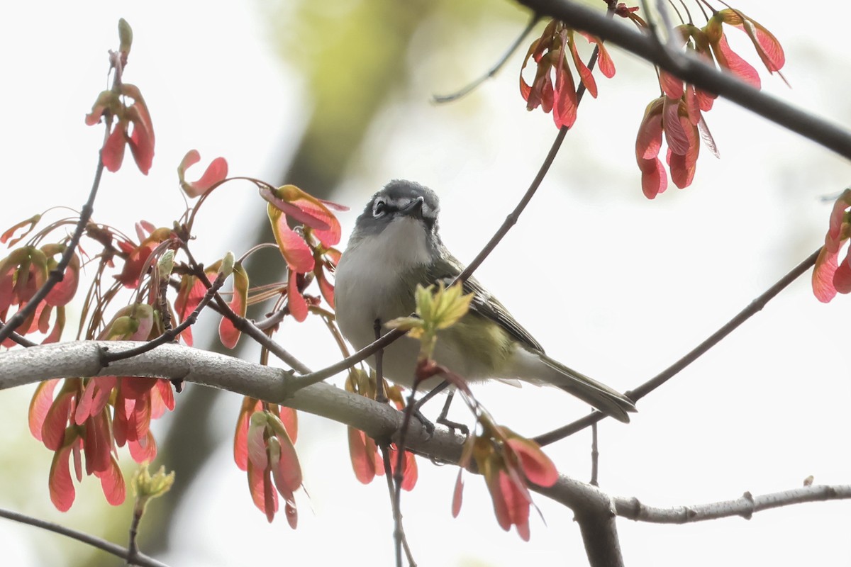 Blue-headed Vireo - ML633999719
