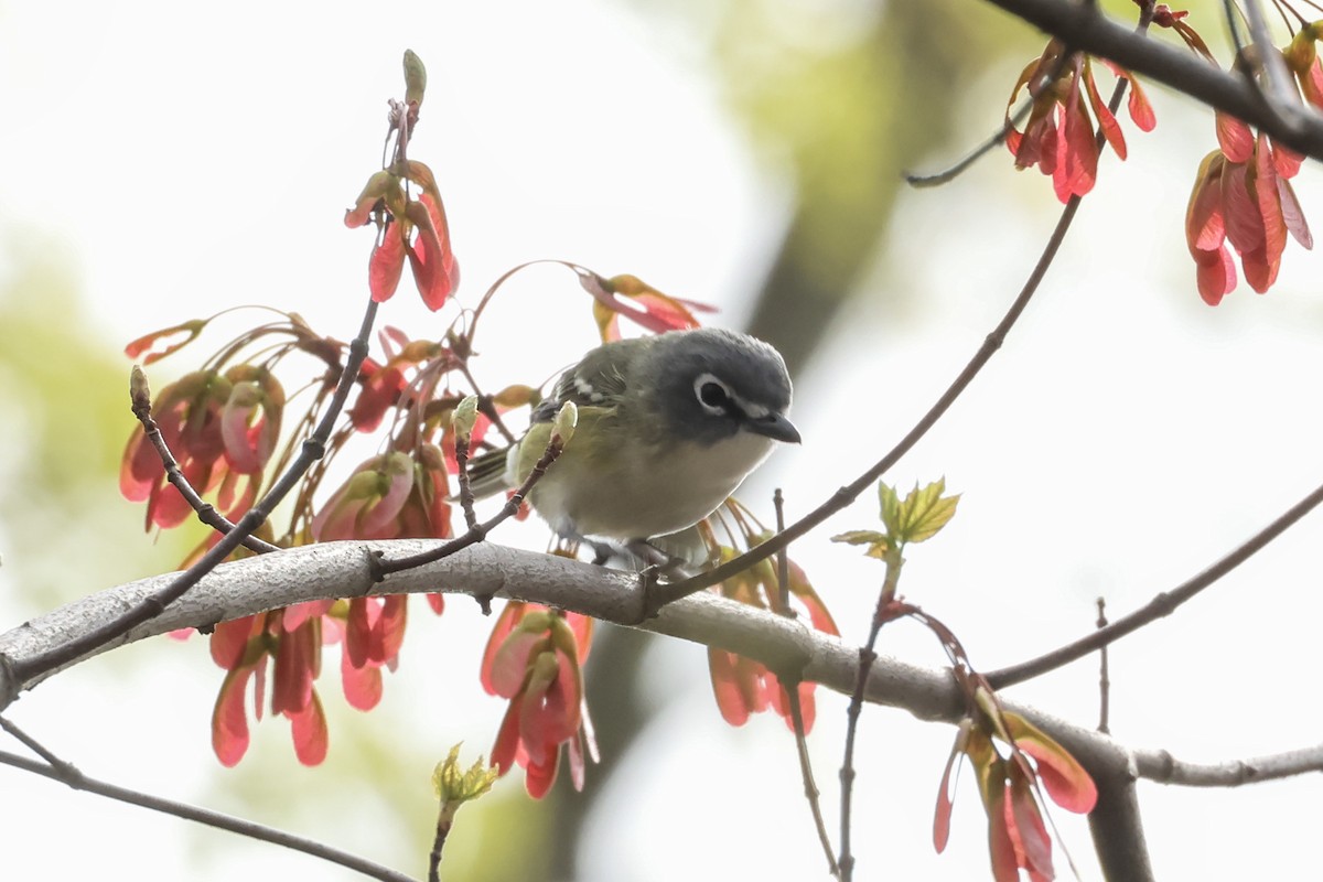 Blue-headed Vireo - ML633999720