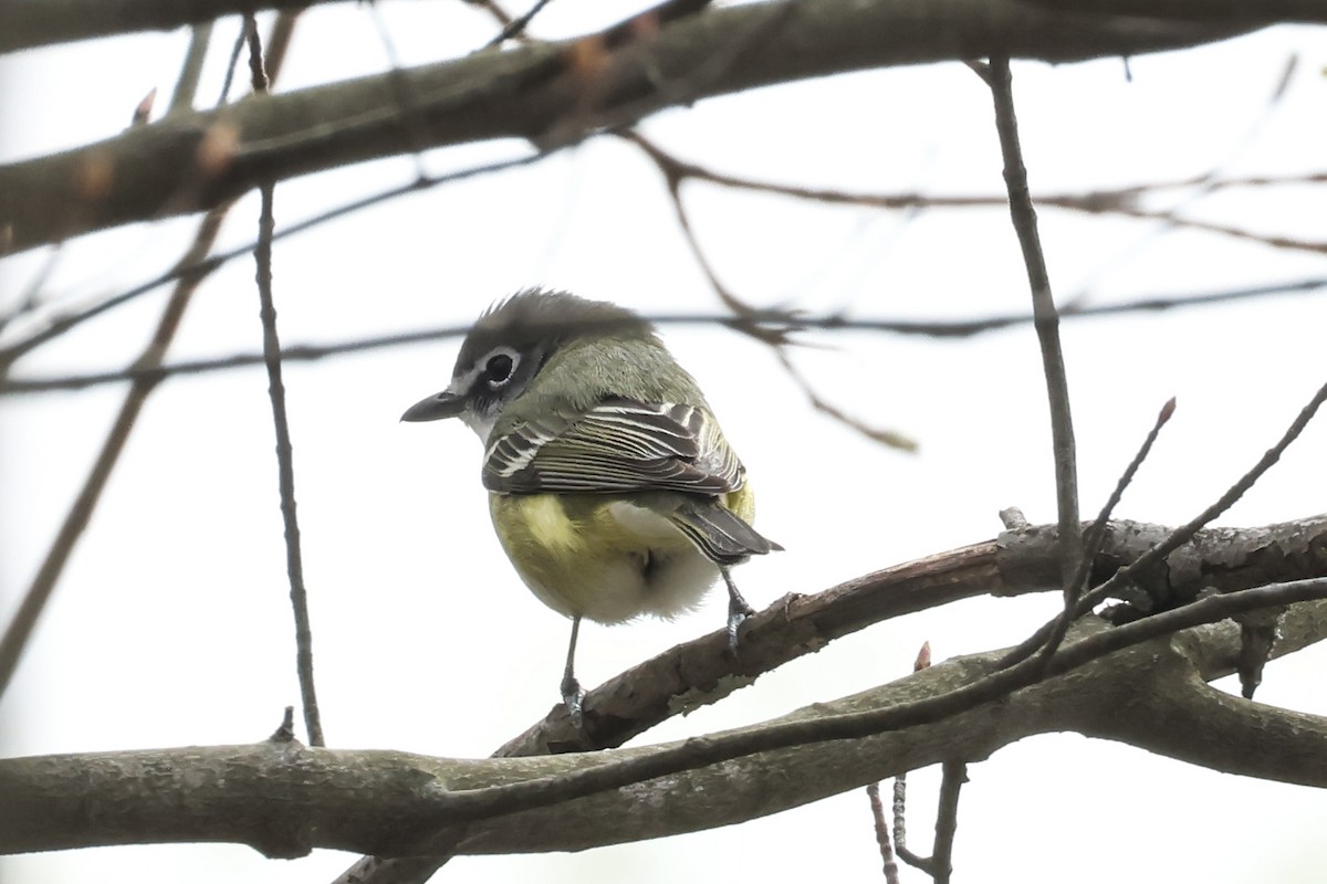 Blue-headed Vireo - ML633999733