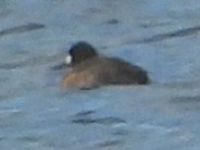 Lesser Scaup - ML633999734