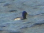 Lesser Scaup - ML633999735