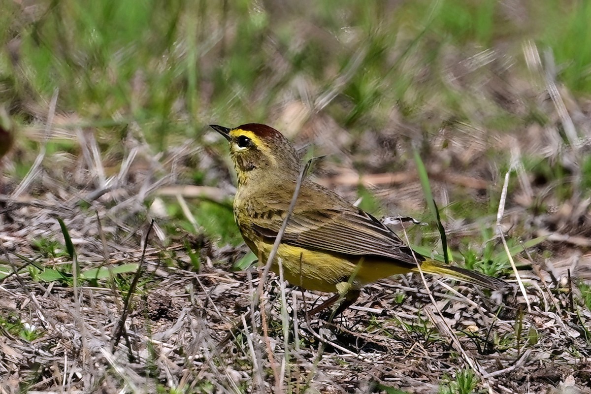 Palm Warbler - ML633999740