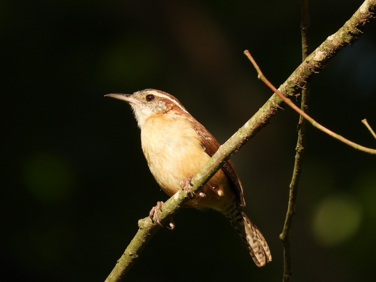 Carolina Wren - ML633999755