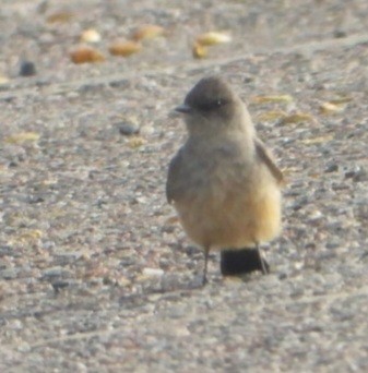 Say's Phoebe - ML633999829