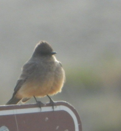 Say's Phoebe - ML633999830