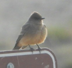 Say's Phoebe - ML633999831