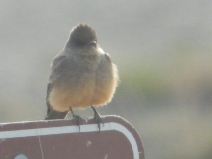 Say's Phoebe - ML633999832