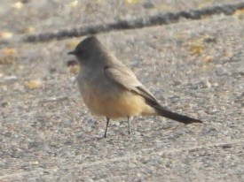 Say's Phoebe - ML633999833